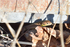 Lacerta viridis
