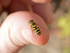 Syrphus vitripennis