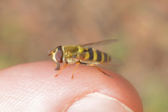 Syrphus vitripennis