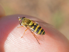 Syrphus vitripennis
