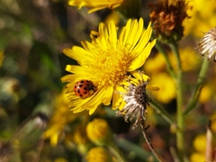 Harmonia axyridis