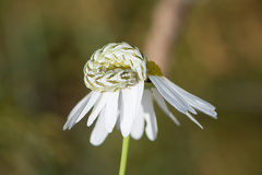 Cucullia chamomillae