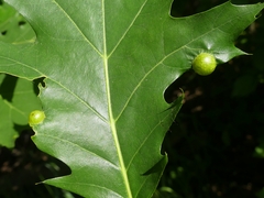 Amphibolips quercusostensackenii