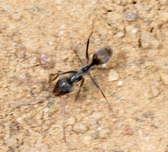 Iridomyrmex anceps