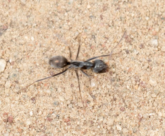 Iridomyrmex anceps