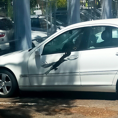 Corvus splendens splendens