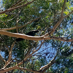 Corvus splendens splendens