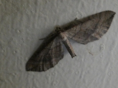 Coenocalpe millierata