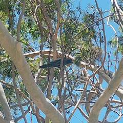Corvus splendens splendens