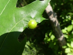 Amphibolips quercusostensackenii
