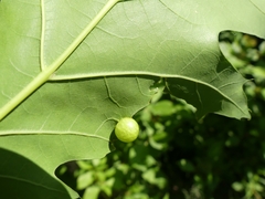Amphibolips quercusostensackenii