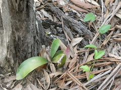 Platycerium superbum