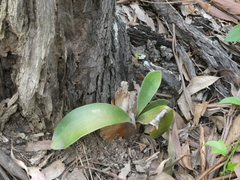 Platycerium superbum
