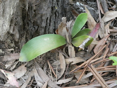 Platycerium superbum
