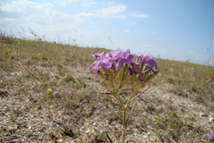 Dianthus pseudarmeria