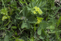 Alchemilla filicaulis vestita
