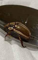 Anoplognathus abnormis