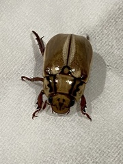 Anoplognathus abnormis