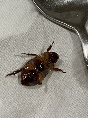 Anoplognathus abnormis