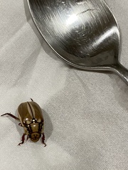 Anoplognathus abnormis