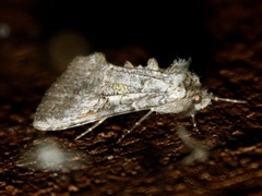 Syngrapha viridisigma