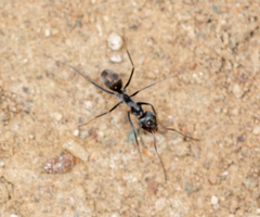 Iridomyrmex anceps