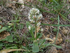 Reseda phyteuma