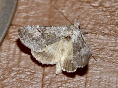Syngrapha viridisigma