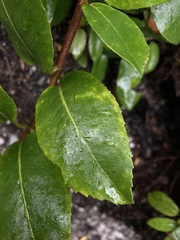 Hydrangea serratifolia