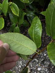 Hydrangea serratifolia