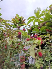 Calliandra tergemina