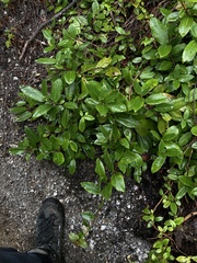 Hydrangea serratifolia