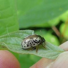 Calligrapha philadelphica