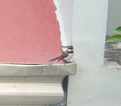 Rhipidura nigritorquis
