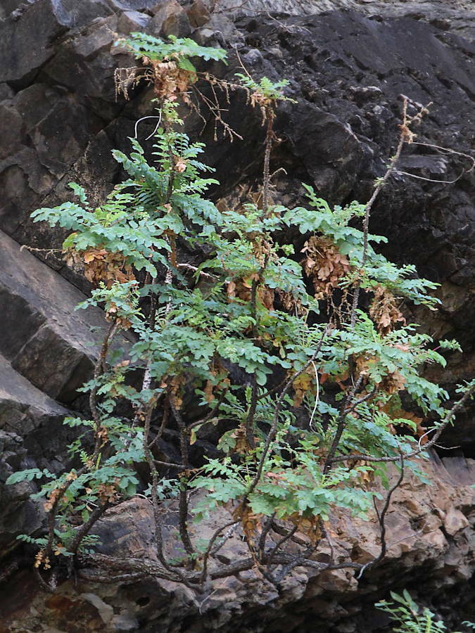Dendriopoterium pulidoi