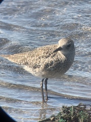 Pluvialis squatarola