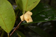 Polyalthia