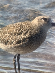 Pluvialis squatarola