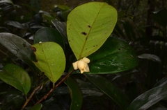 Polyalthia