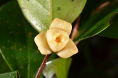 Polyalthia