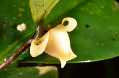 Polyalthia