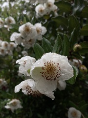 Eucryphia cordifolia