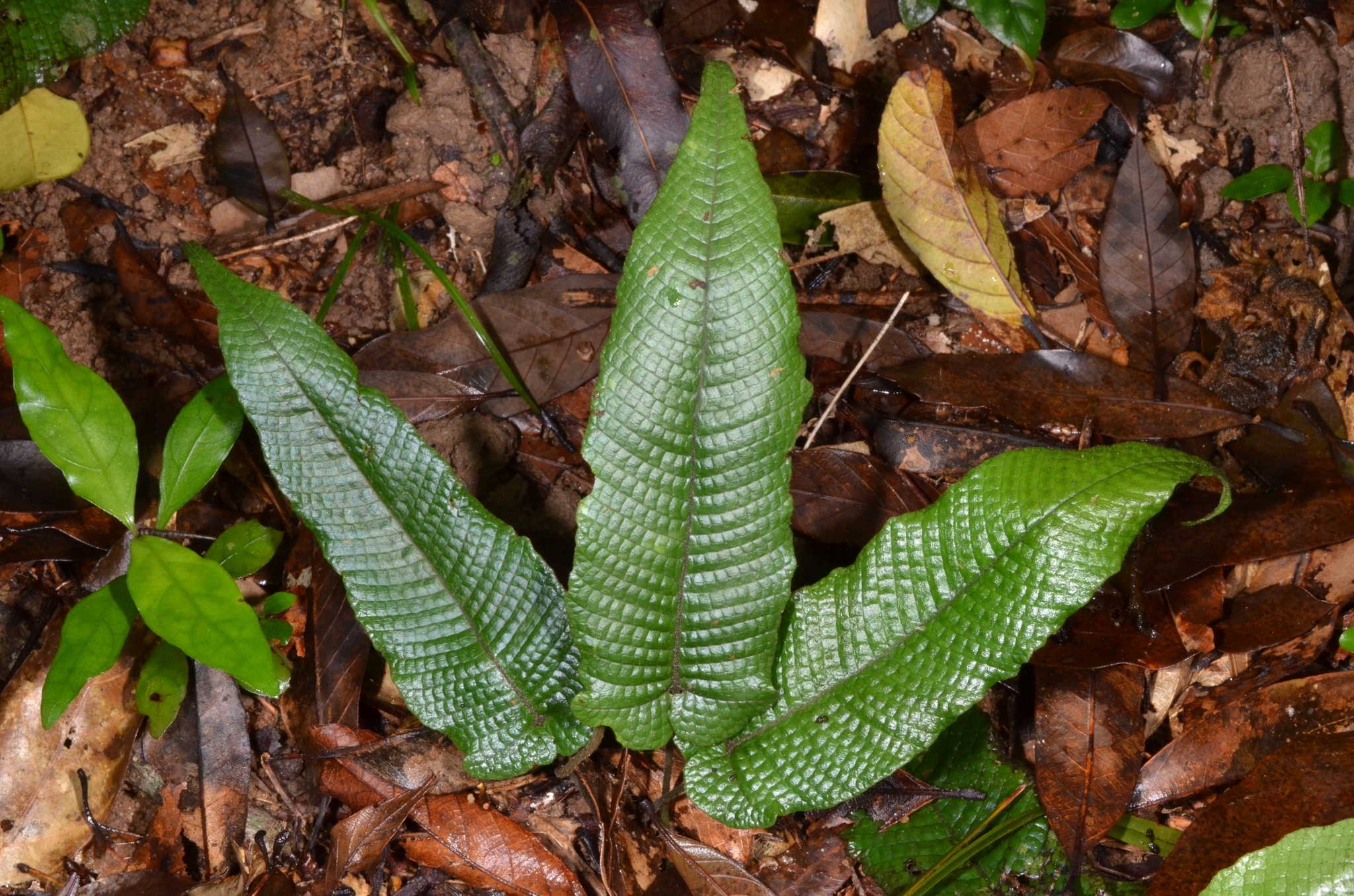 Grypothrix simplex (Grypothrix simplex)