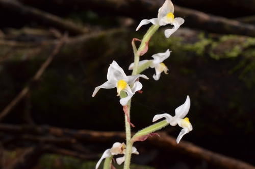 Ludisia