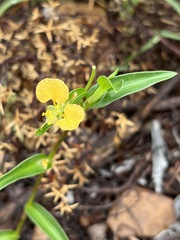 Commelina africana