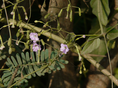 Commicarpus chinensis