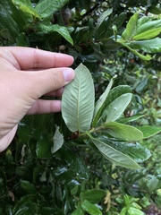 Eucryphia cordifolia
