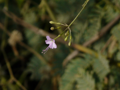 Commicarpus chinensis