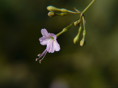 Commicarpus chinensis