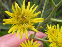 Berkheya rhapontica